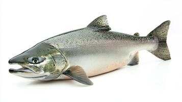 Chinook salmon is prominently displayed against a white background highlighting its distinctive physical characteristics and coloration suitable for study and identification. photo