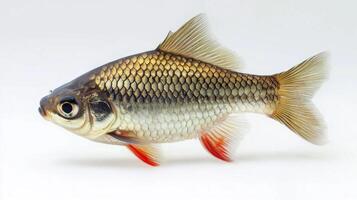 significant fish species the Denison Barb is highlighted with its striking colors and intricate patterns. The focus is on its physical attributes demonstrating its beauty. photo