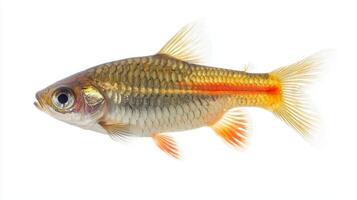 Denison Barb is depicted with striking coloration and distinct markings showcasing its body and fins isolated on a white background highlighting its beauty. photo