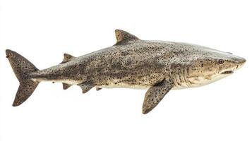 Greenland shark is displayed against a white background highlighting its distinctively patterned skin and notable physical characteristics emphasizing its unique appearance. photo