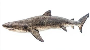 Greenland shark highlights its distinctive physical characteristics offering a clear view of its body structure and texture in a neutral setting. photo