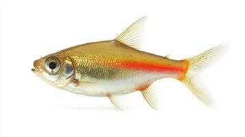vibrant Tetra Fish from the Characidae family is displayed against a white backdrop highlighting its striking colors and anatomy common in tropical aquariums. photo