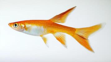 vibrant Swordtail Fish displays its striking orange and white features. The fish swims gracefully highlighting its elegant fins and lively appearance against a crisp white background. photo