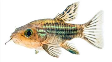 Emerald Corydoras engages in its natural behavior displaying its striped patterns and iridescent hues in a pristine white setting highlighting its beauty. photo
