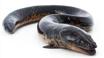 electric eel Electrophorus electricus is presented against a white backdrop showcasing its elongated body and unique coloration. This species is known for its electric shock capabilities. photo