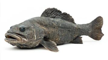 Atlantic Wolffish noted for its unique characteristics and textured skin is presented on a white background highlighting its natural coloration and form. photo