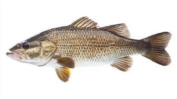 Barramundi also known as Lates calcarifer is displayed prominently against a white background highlighting its unique body structure and colors. photo