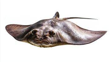 giant freshwater stingray glides gracefully in clear water displaying its broad body and distinctive appearance. This remarkable species captivates with its beauty. photo