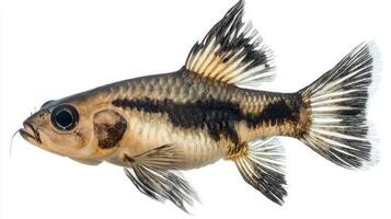 Panda Corydoras swims elegantly with its unique black and white patterns prominently displayed against a clean white backdrop representing its beauty and charm. photo
