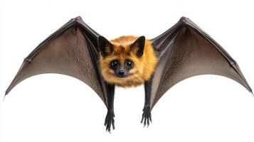 Siamese Flying Fox with its striking fur and expansive wings is captured mid flight highlighting its unique features against a clean white backdrop. photo
