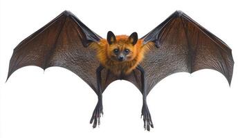 Siamese Flying Fox showcases its impressive wingspan and vibrant fur as it hangs with outstretched wings isolated on a clean white backdrop. photo