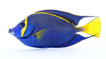 Surgeonfish swims gracefully displaying its striking blue hues yellow accents and intricate patterns set against a white background perfect for studying its features. photo