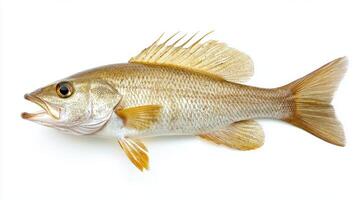 detailed view of an Atlantic Croaker highlighting its distinct coloration and physical characteristics under optimal lighting conditions. photo