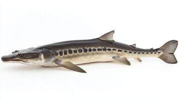 Atlantic Sturgeon is displayed isolated on a white background highlighting its distinct body shape and scale patterns. The fish represents a significant species in aquatic ecosystems. photo