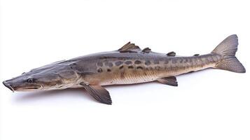 Atlantic Sturgeon displays vivid details of its body and fins emphasizing the unique characteristics of this fish species in a clear and isolated setting. photo