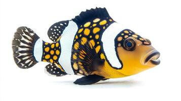 Clown Triggerfish glides gracefully with its striking coloration and unique patterns vividly displayed against a pristine white backdrop. photo