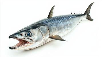 striking King Mackerel showcases its elongated body and sharp teeth emphasizing its natural colors and patterns against a clean white background for clarity. photo