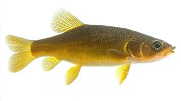 Tench Tinca tinca displays its distinctive golden color and streamlined body in a striking contrast to the plain white background highlighting its unique features and habitat. photo