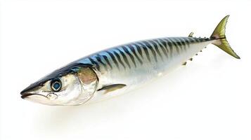 Atlantic mackerel showcases its streamlined body and striking markings against a pure white background emphasizing its qualities as a popular fish species. photo