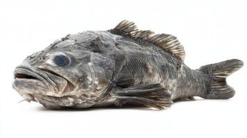 Atlantic Wolffish Anarhichas lupus lies against a white background highlighting its unique body shape and coloration commonly found in colder Atlantic waters. photo