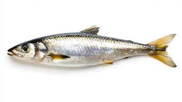 herring fish or Clupea harengus rests on a white background showcasing its silver scales and streamlined body a common species found in many marine environments. photo