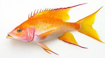 vibrant hogfish exhibits striking colors and distinct anatomical features against a pristine white backdrop emphasizing its unique characteristics and beauty. photo