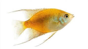 Honey Gourami a vibrant freshwater fish displays its beautiful golden hue and intricate fin patterns while navigating a simple white backdrop. photo