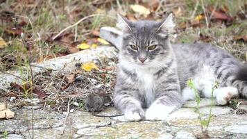 Cat playing with mouse. A grey and white cat exhibits natural instincts as it plays with a mouse in a garden, showcasing feline behavior in an outdoor setting. video