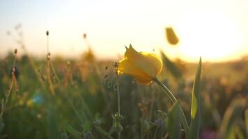 Field of wild tulips with a yellow flower in the foreground against the background of the sky video