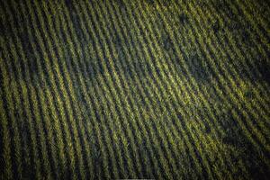 aerial view of a cultivated field with rows of crops forming a patterned texture photo