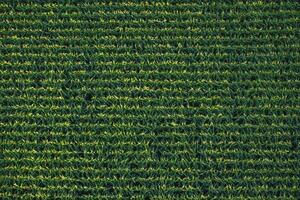 Directly above aerial view of a corn field neatly planted in rows photo