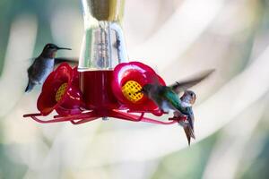 Three hummingbirds feed from a bird feeder, with one bird hovering mid-air. photo
