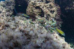 A group of fish swimming on the reef photo