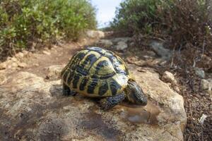 A small turtle is sitting on a rock photo