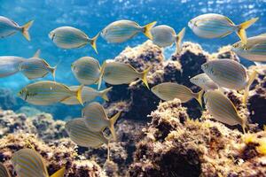 A group of fish swimming in the ocean photo
