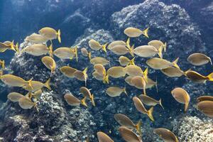 A group of fish swimming in the ocean photo