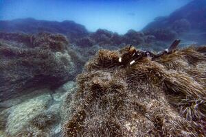 A sea anemone on a rock photo