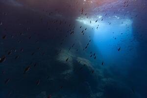 A view of the ocean from above with fish swimming photo