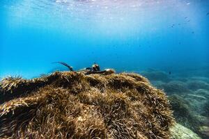 A scuba diver on top of a rock photo