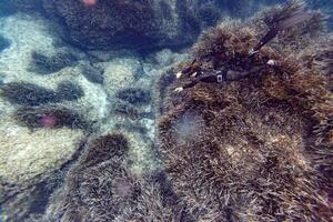 A person is swimming in the water near some seaweed photo