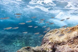 A group of fish swimming on the ocean floor photo