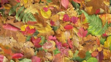 Raindrops flow down on the glass. Rain droplets and fallen autumn foliage Seamless loop animation video