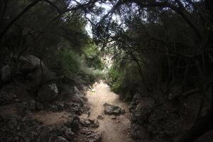 A dirt path through a forest with rocks and trees photo