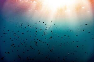Underwater fish swimming in the ocean photo