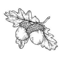acorn line art with leaves. botanic linear illustration vector