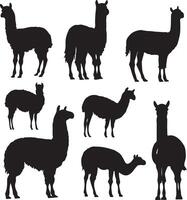 Silhouettes of llamas and alpacas on a white background vector