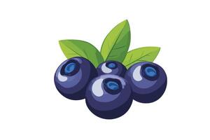 Blueberry fruit illustration isolated on white background vector