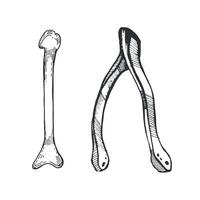 Bird bones for fortune telling and magic. Bones are hand drawn with ink on a white background. illustration for Halloween. Suitable for holiday decor, invitations, cards, scrapbooking vector