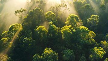 Aerial view of trees in the forest with sunlight video