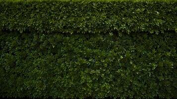 Green Hedge Botanic Seamless Pattern with Leafs background photo